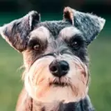 INNIT from patreon